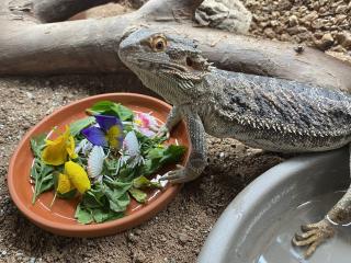 Bartagame Weibchen- 5 Jahre - Jessie inkl Terra