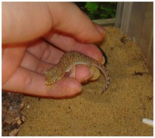 Hallo verkaufe drei stenodactylus petrii 1 mänchen zwei weibchen mit terra und