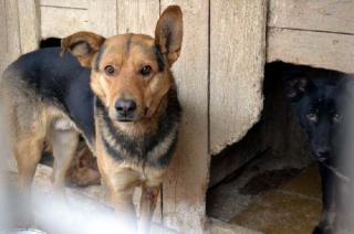 Aljosha - Hunde wie Aljosha werden in der Ukraine normalerweise eingeschläfert