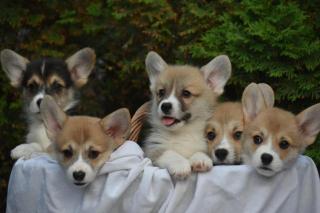 Welsh Corgi Pembroke