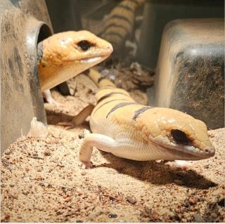 2 x Peters Banded Skink Tunesischer Nachtskink