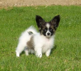 Papillon Welpen suchen ihr neues zuhause