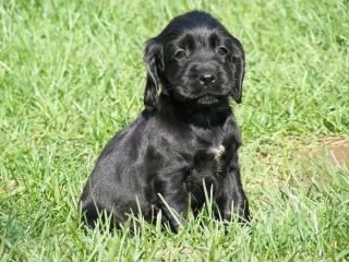 Black goldfarb. englische Cockerspaniels