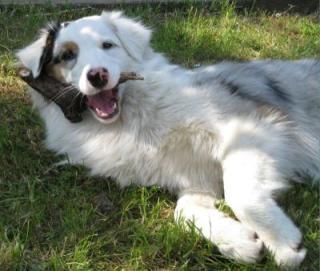 Australian Shepherd Junghündin