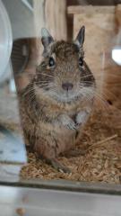 3 liebe Degu Männchen abzugeben