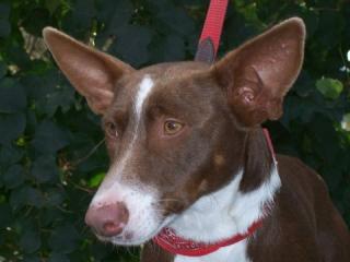 Podenco Mix CASANOVA