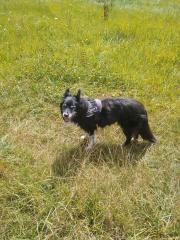 Border Collie Shepherd Mix 13 Jahre