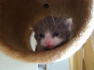 BKH-Kitten Kater in lilac-white sucht liebevollen Dosenöffner