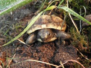 NZ 2021 Maurische Landschildkröten TGI