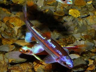 Regenbogenelritze Notropis Chrosomus Rainbowshiner