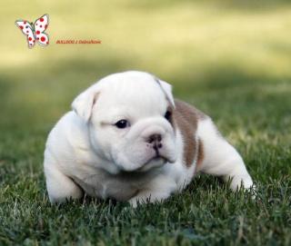 Englische Bulldogge Welpen mit Stammbaum