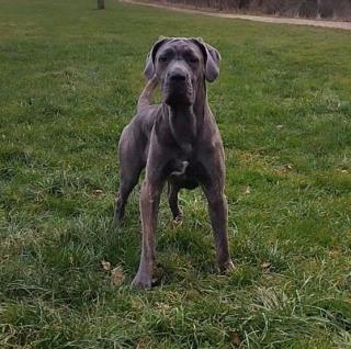 Cane Corso Mix