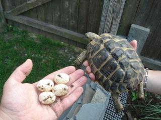 Schildkröten und fruchtbaren Eier zur Verfügung