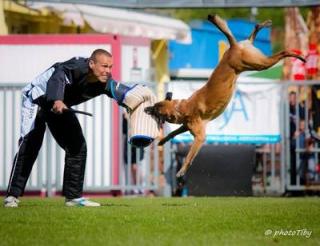 Belgischer Schäferhund malinois, Welpen Auzzy Ostraryka IPO3