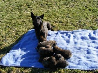 Holländisch- Belgische Schäferhundwelpen