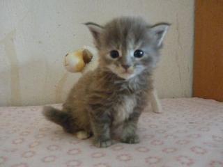 Maine Coon Babys suchen.