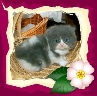 Perser und Exotic-Shorthair Kitten