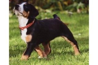 Entlebucher sucht dringend neues Zuhause