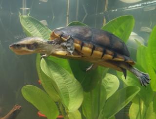 Schildkröte abzugeben - PLATZ VOR PREIS