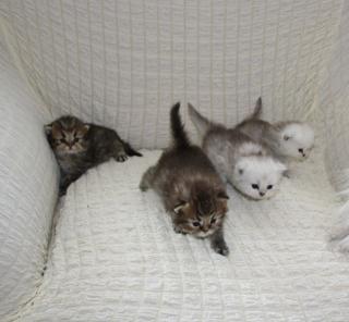 4Perserbabys in der Farbe silver shaded und golden tabby mit Stammbaum .