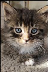 Maine Coon Mix Kitten