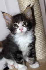 Maine Coon Kitten abzugeben