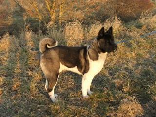 Wir bekommen American Akita Welpen