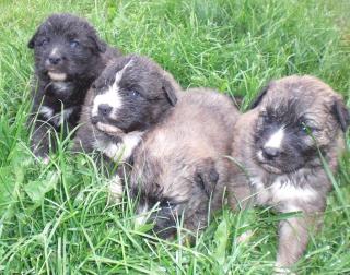 Germanische Bärenhund Welpen