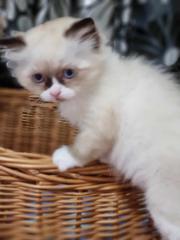 Ragdoll Kitten aufgabebereit