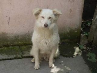 Bildhübscher Collie-Mix Spike