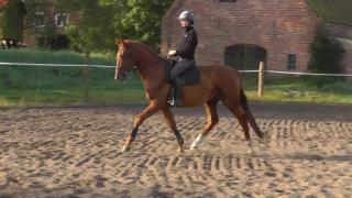 Mecklenburger Warmblutwallach mit viel Qualität