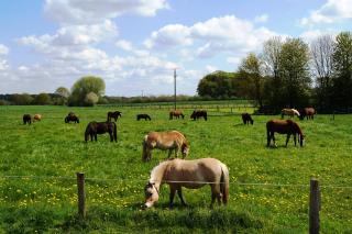 Stallplatz Pferdestall Stall frei