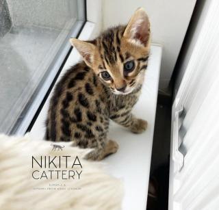 F2 Bengal kittens