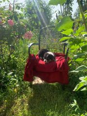 Australian shepherd welpen