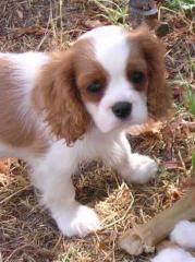 Cavalier King Charles Welpen