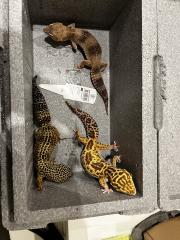 3 neugierige Leopardgeckodamen