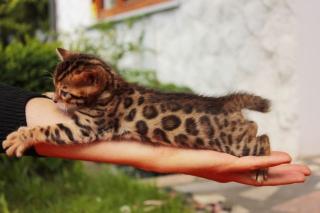 Bengal Kitten