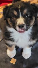 Australian Shepherd Welpen Black Tri w/c Rüde