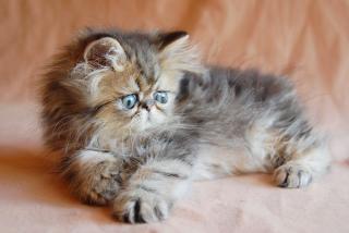 2 süße golden tabby Perserjungen ab ende Oktober abzugeben