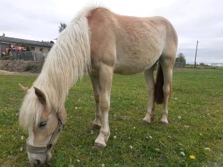 2-jährige Haflinger Stute