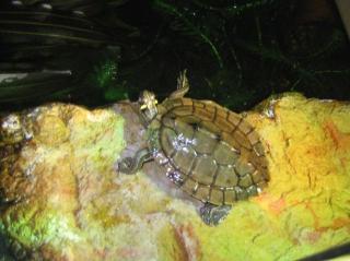 Wasserschildkröte Mississippi Höckerschildkröte