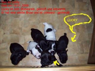 Französische Bulldoggen -Welpen-