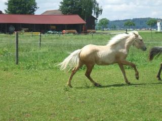 Americam creme horse Palomino Quarter-Haflinger