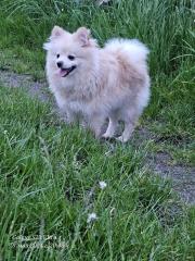 Pomeranian Pomerian Zwergspitz Bruder und Schwester Welpen suchen ein liebervolles Zuhause.