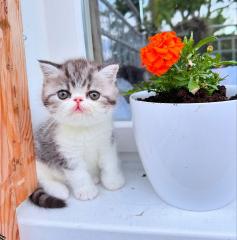 Exotic Shorthair Kitten männlich Fibie sucht eine neue Familie - mit Stammbaum