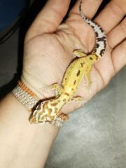 Leopardgecko Weibchen