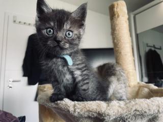 Noch 5 BKH/BLH Mix Kitten