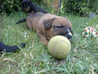 Berner Sennenhundmix Welpen