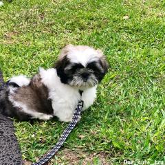 Reinrassige Shih Tzu-Welpen