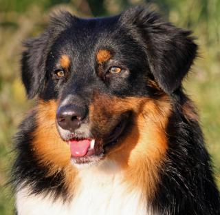 Australian Shepherd Deckrüde